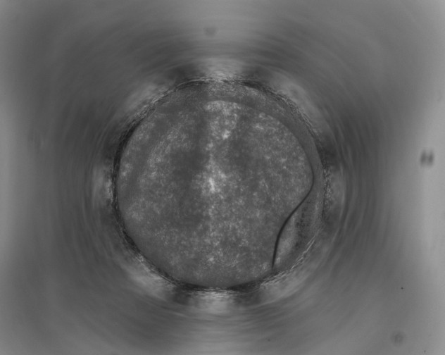 X0000096680313200802261522