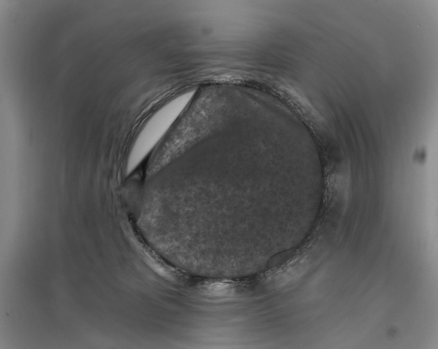 X0000096680325200802261522