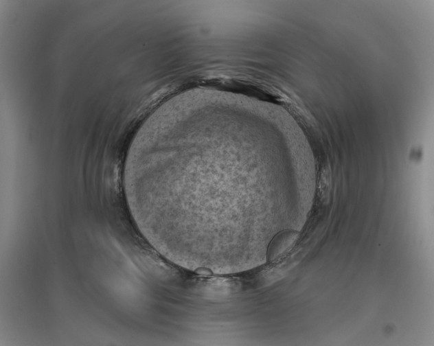 X0000096680330200802261522