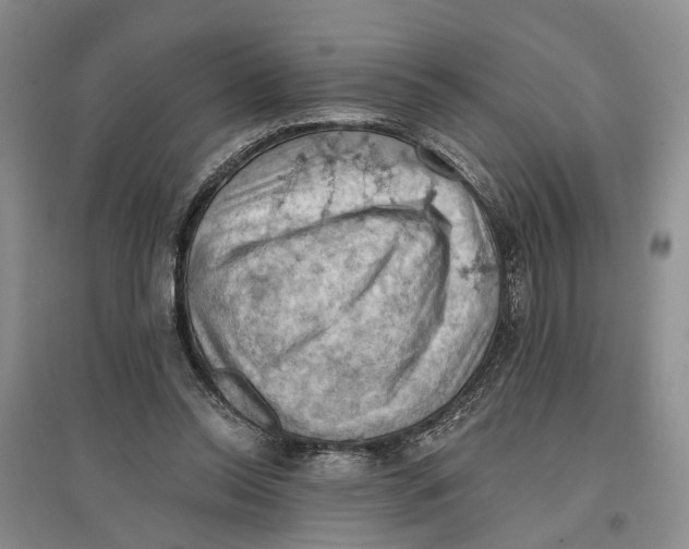 X0000096680350200802261521