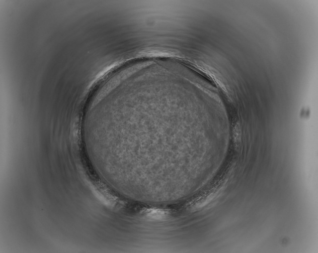 X0000096680352200802261521