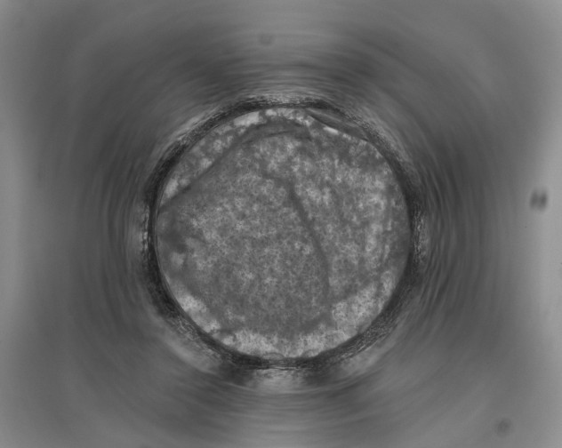 X0000096680356200802261521