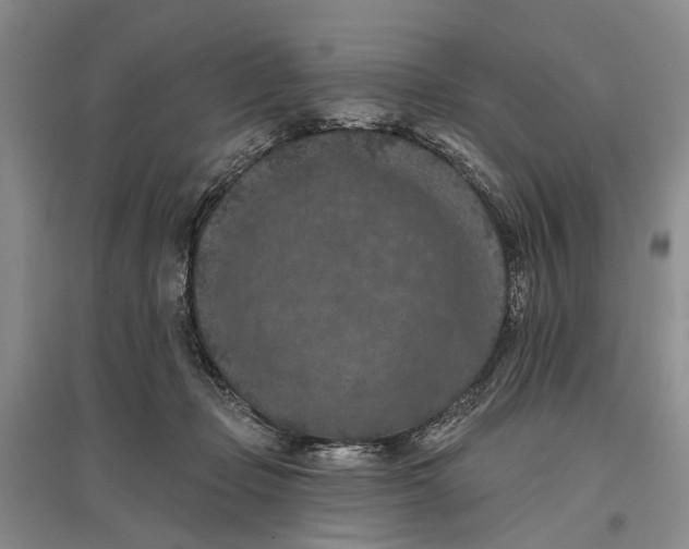 X0000096680365200802261522