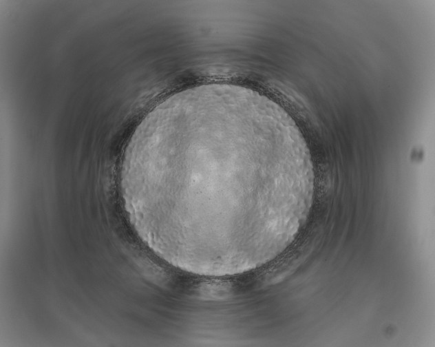 X0000096680369200802261522