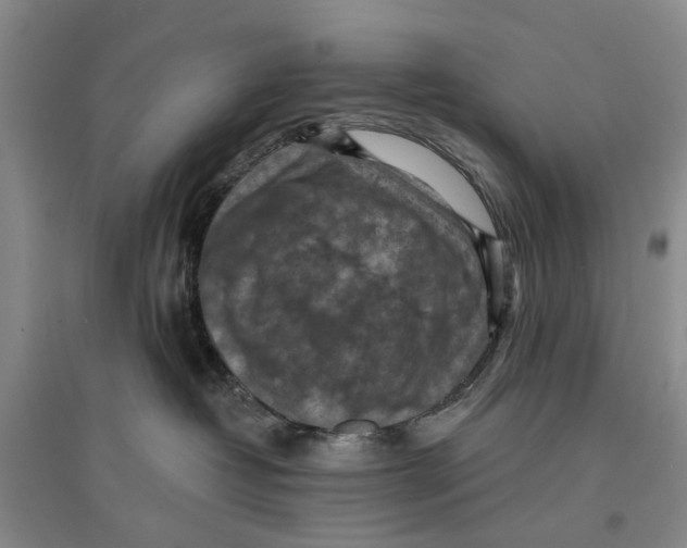 X0000096680382200802261522