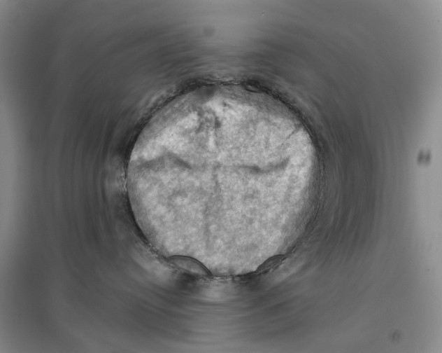 X0000096680384200802261522