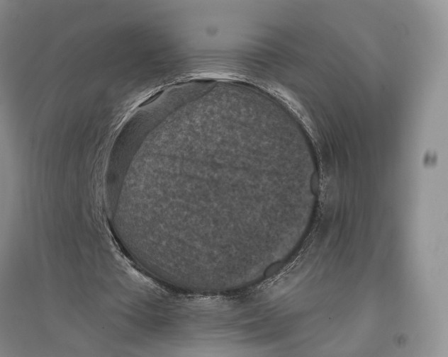 X0000096680385200802261521