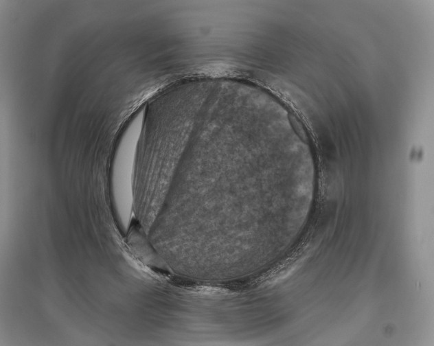 X0000096680393200802261521