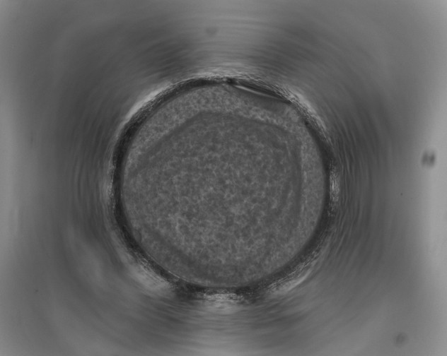 X0000096680396200802261521