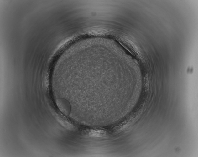 X0000096680400200802261521