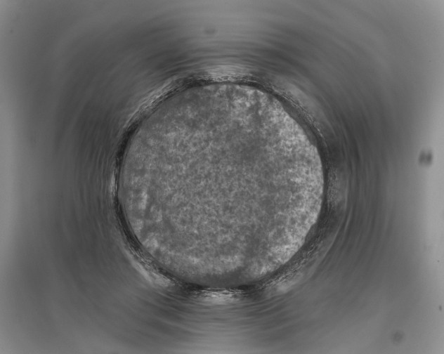 X0000096680405200802261521