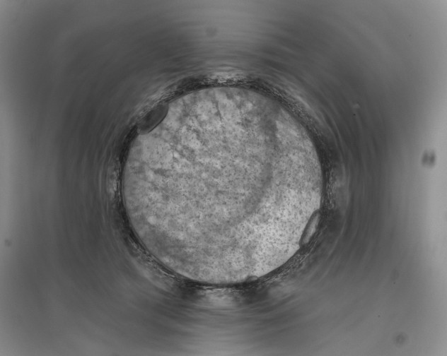 X0000096680417200802261521