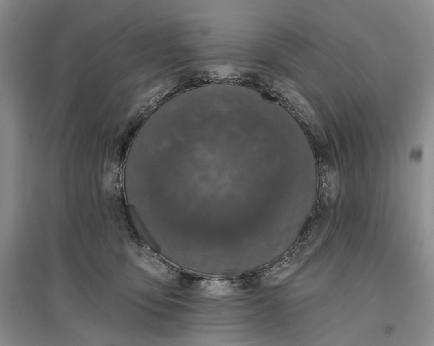 X0000096680419200802261521