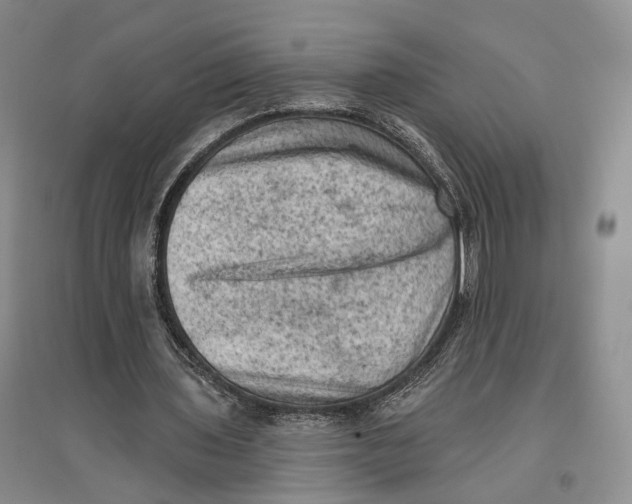 X0000096680435200802261520