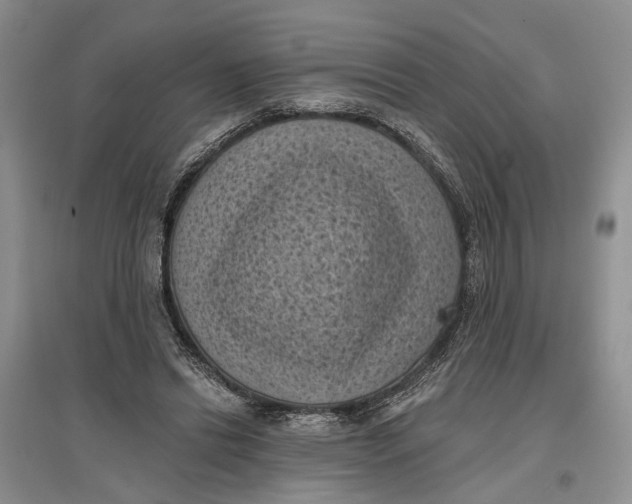 X0000096680446200802261520