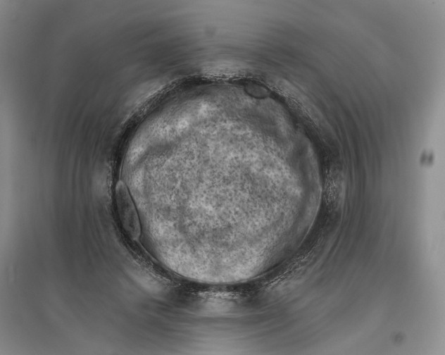 X0000096680448200802261520