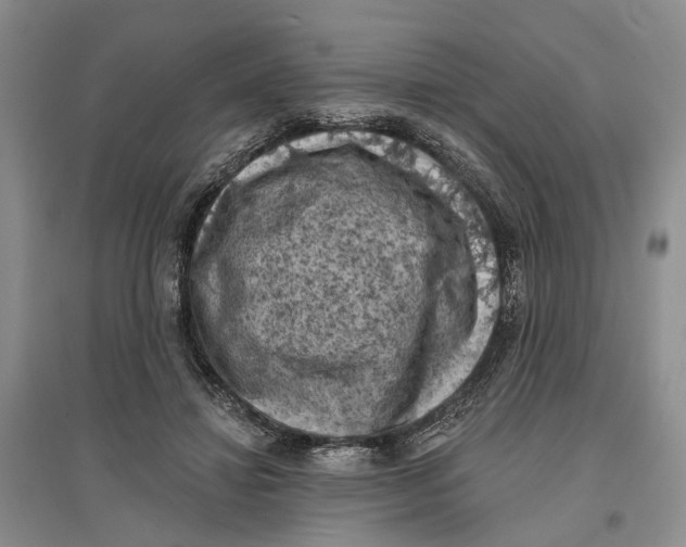 X0000096680452200802261520