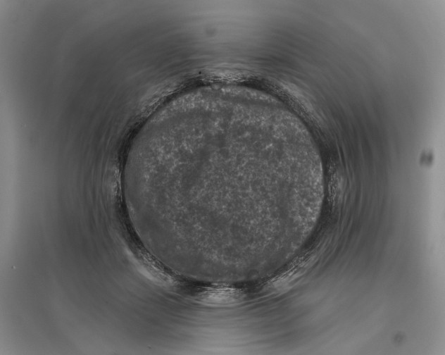 X0000096680459200802261520