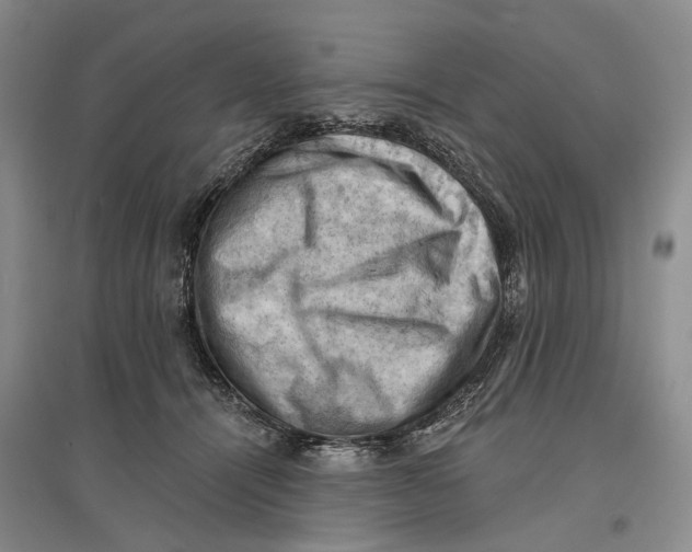 X0000096680464200802261520