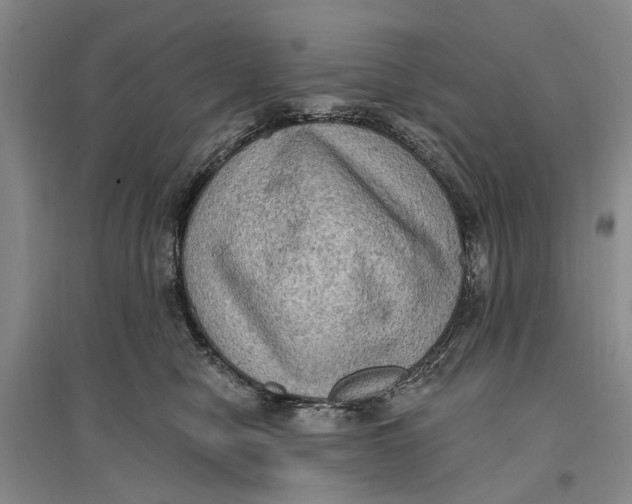 X0000096680470200802261520