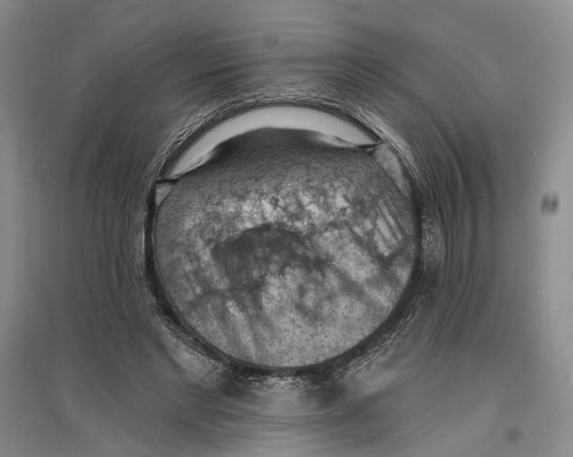 X0000096680493200802261519