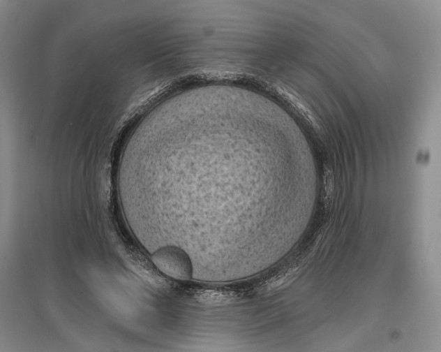 X0000096680494200802261519