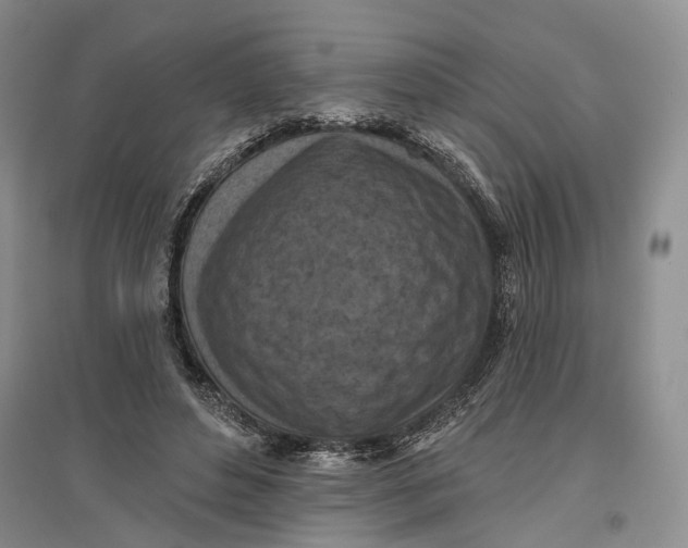 X0000096680496200802261519