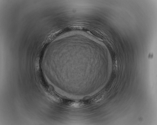 X0000096680504200802261519