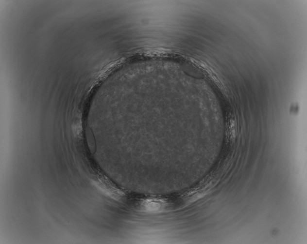 X0000096680508200802261519