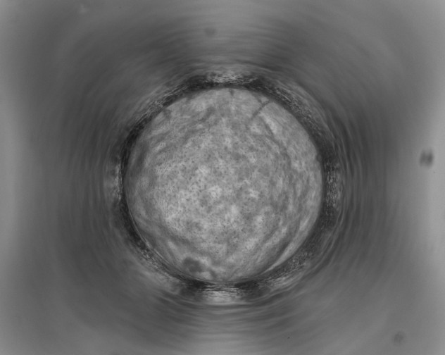 X0000096680510200802261519