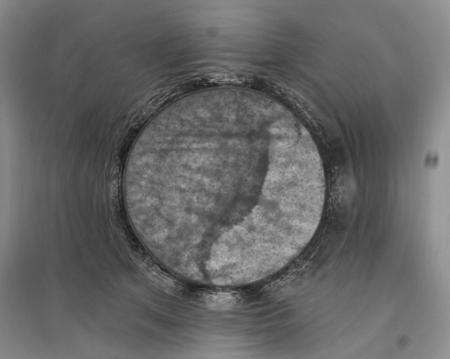 X0000096680513200802261519