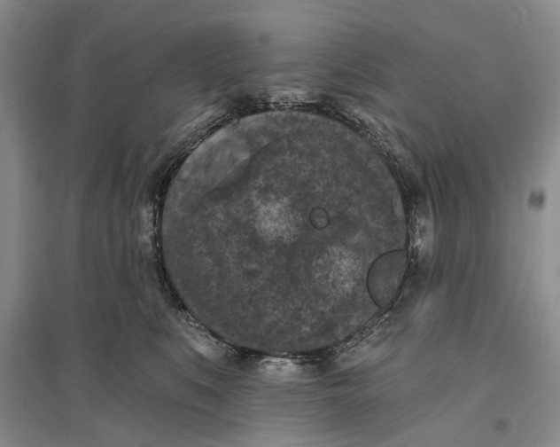 X0000096680519200802261519