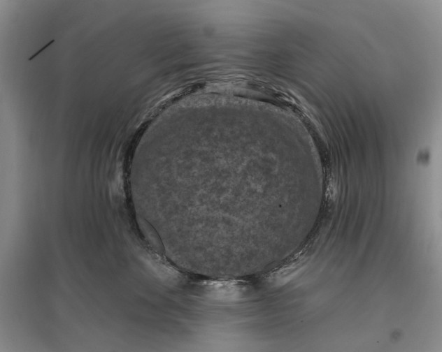 X0000096680524200802261519