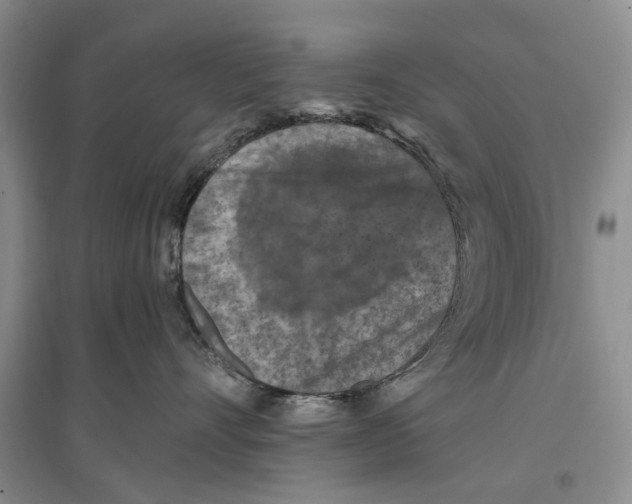 X0000096680528200802261519