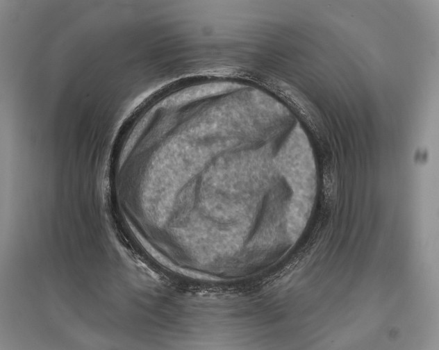 X0000096680532200802261518