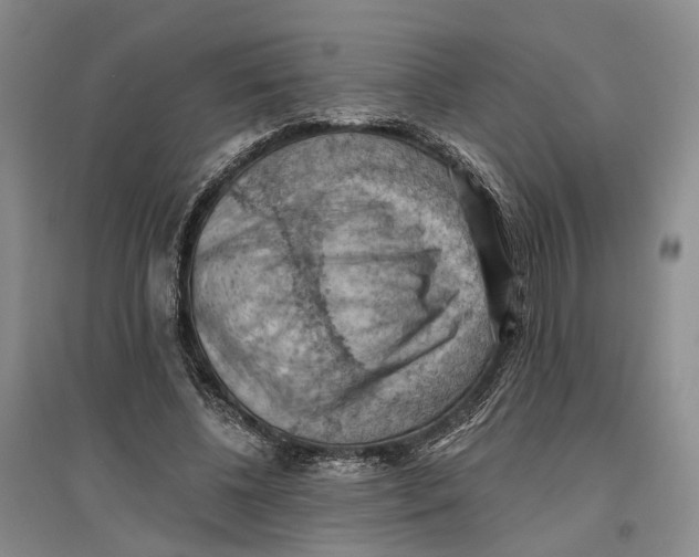 X0000096680540200802261518