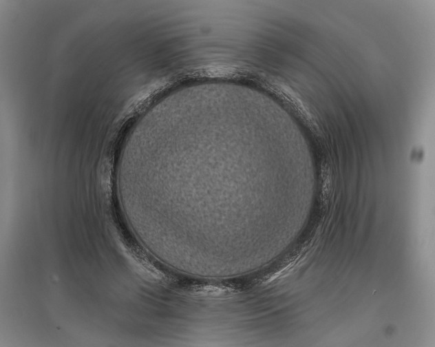 X0000096680542200802261518