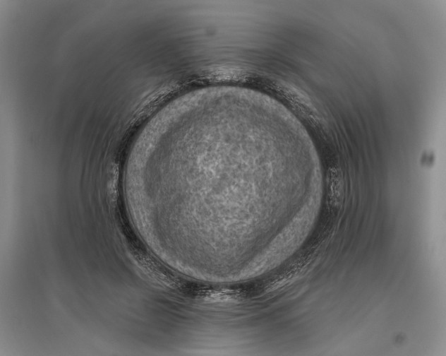 X0000096680550200802261519