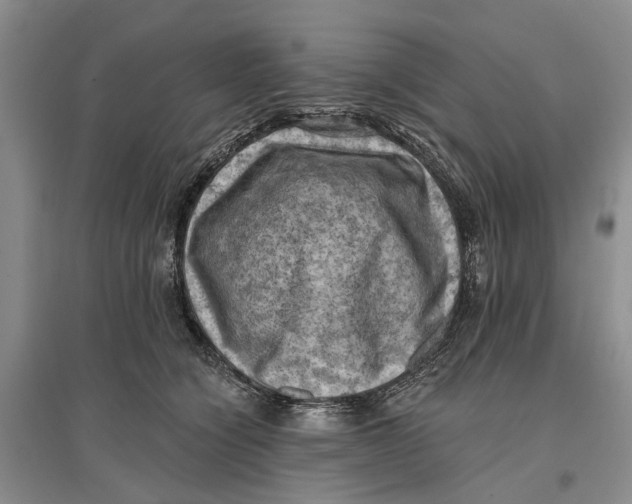 X0000096680564200802261519