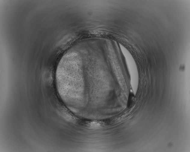 X0000096680566200802261519