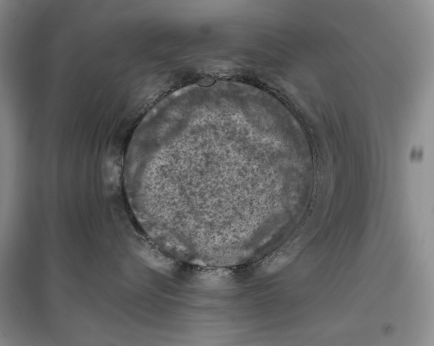 X0000096680576200802261519