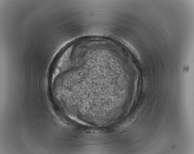 X0000096680580200802261518