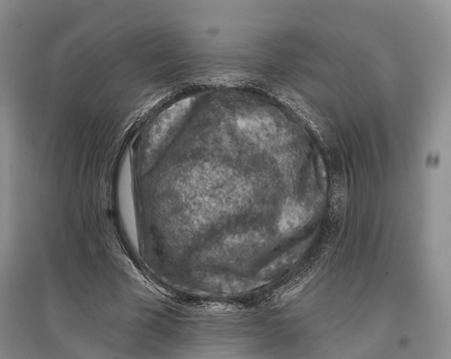 X0000096680585200802261518