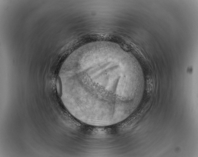 X0000096680613200802261518