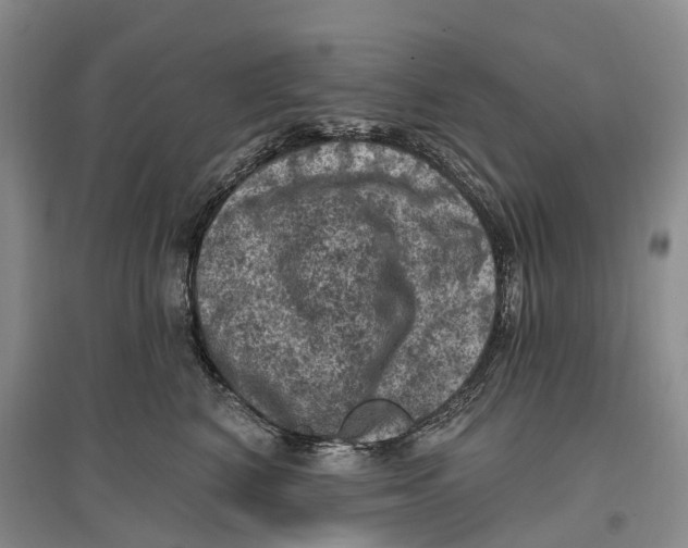 X0000096680616200802261518