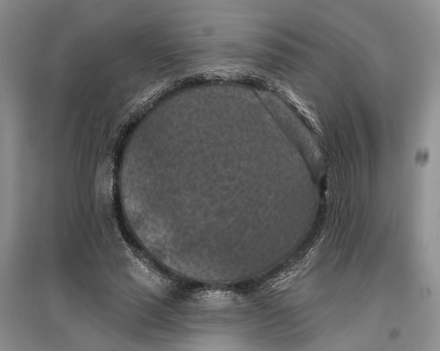 X0000096680637200802261517