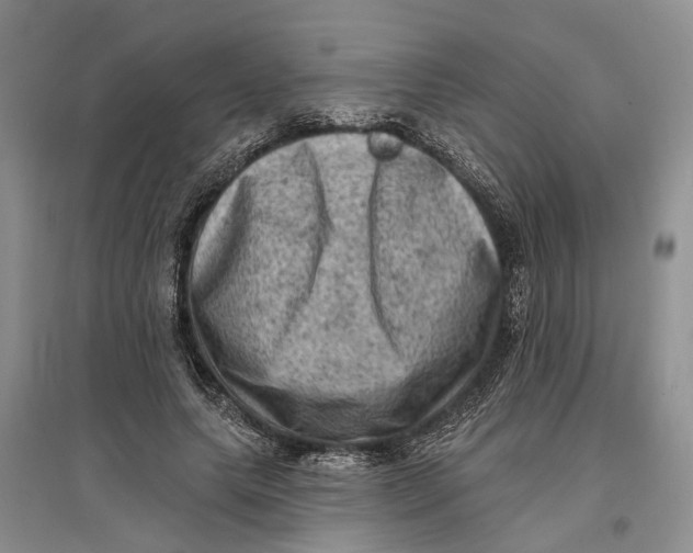 X0000096680639200802261517