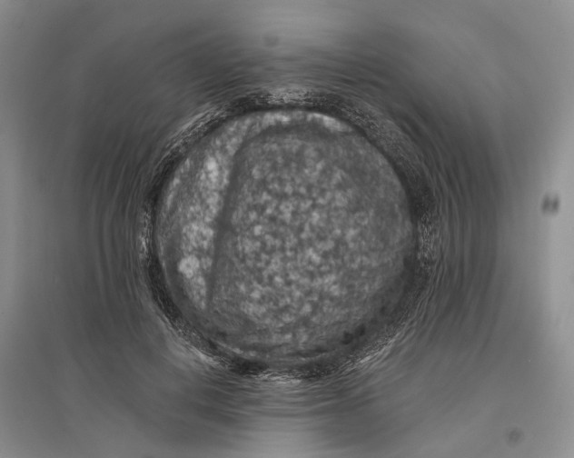 X0000096680648200802261517