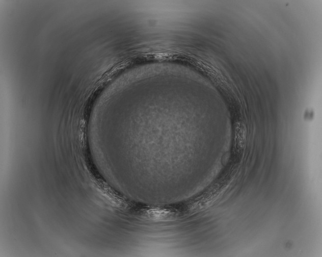 X0000096680650200802261517