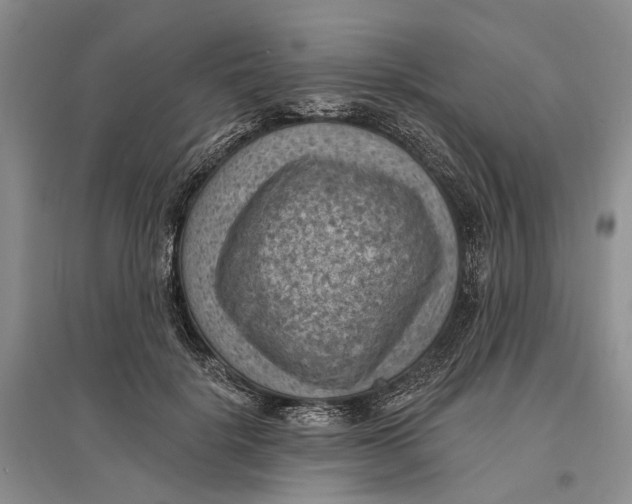 X0000096680652200802261517